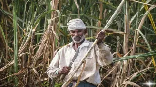 Mukhyamantri Ganna Vikas Yojana: Bihar Govt To Distribute Free Sugarcane Seeds; Here's How To Register