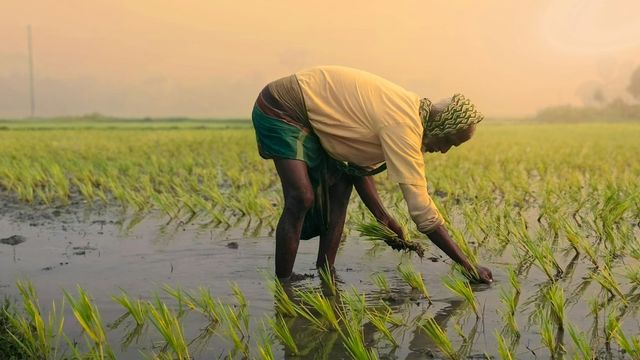 kisan-budget-2026-from-cashew-to-cocoa-how-modi-govt-30-plans-to-raise-farmers-income