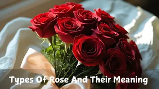 Valentine’s Week 2026 Rose Day: What Different Rose Colours Symbolise In Love And Friendship