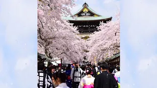Japan's Popular Cherry Blossom Festival Cancelled; Why Are Japanese Authorities Upset With Tourists?