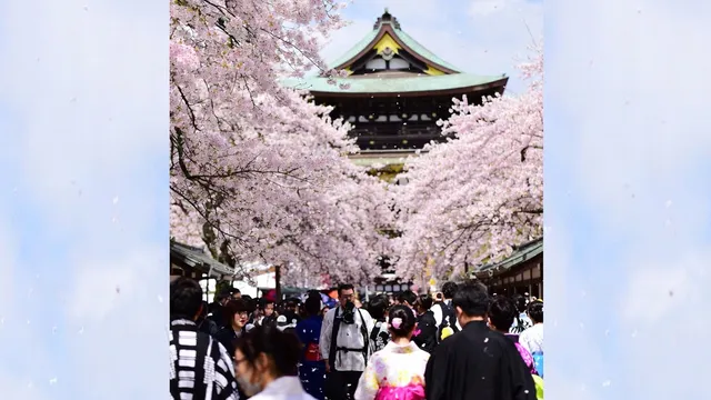 japan-popular-cherry-blossom-festival-cancelled-why-are-japanese-authorities-upset-with-tourists