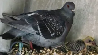 Indian-Origin Woman Fined Rs 2 Lakh For Feeding Pigeons In Singapore; Why Feeding Birds Can Now Land You In Trouble