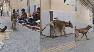 Stray Dog Wanders Inside Delhi's GTB Hospital, Urinates While Patients Sit On Floor; Director Reacts To Viral Video | Watch
