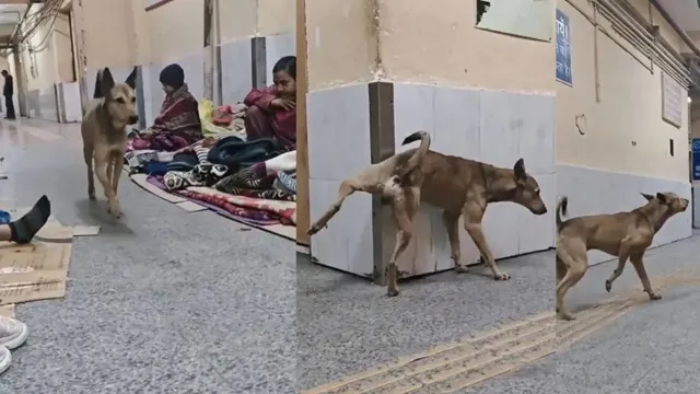 stray-dog-wanders-inside-delhi-gtb-hospital-urinates-while-patients-sit-on-floor-director-reacts-to-viral-video-watch