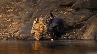 Black Panther And Leopard Caught Drinking Water Side-By-Side At Karnataka’s Bhadra Tiger Reserve In Rare Wildlife Moment