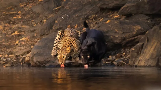 black-panther-and-leopard-caught-drinking-water-side-by-side-at-karnatakas-bhadra-tiger-reserve-in-rare-wildlife-moment