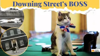 Larry The Cat: Meet The Real Boss Of Downing Street Who Has Higher Approval Than Any UK PM For 15 Years