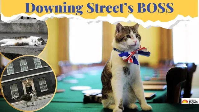 larry-the-cat-celebrates-15-years-as-uk-chief-mouser-know-all-about-unofficial-feline