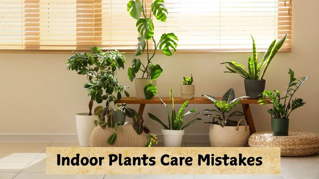 hidden-mistakes-that-could-be-the-reasons-behind-dying-indoor-plants-despite-care