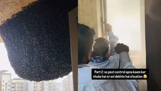 Mumbai Woman Calls Pest Control To Remove Bee Hive Outside 31st-Floor: Internet Says ‘Call Beekeeper Instead’