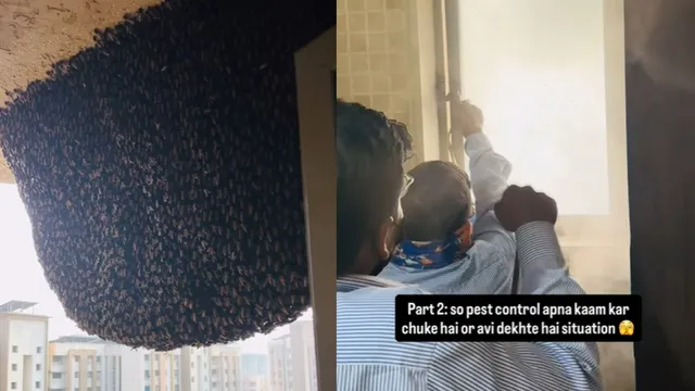 mumbai-woman-calls-pest-control-to-remove-bee-hive-outside-31st-floor-internet-says-call-beekeeper-instead