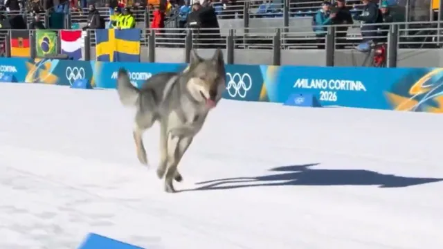 winter-olympics-2026-czechoslovakian-wolfdog-nazgul-steals-show-during-team-sprint-heats-video