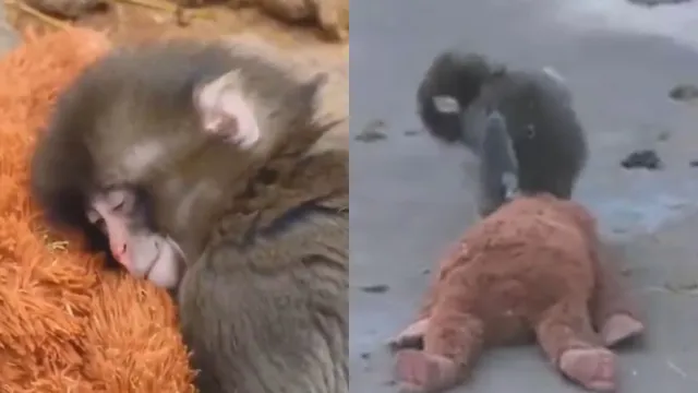 hang-in-there-punch-the-abandoned-baby-monkey-clings-to-plushie-netizens-cant-stop-adoring-watch