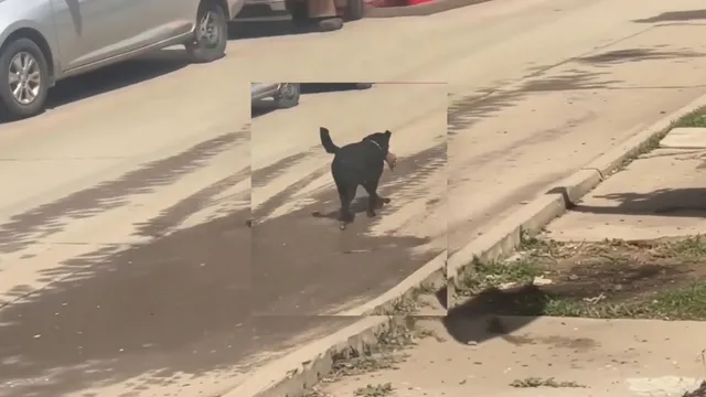 shimla-hospital-shocker-stray-dog-seen-carrying-severed-human-leg-probe-reveals-major-security-lapse-watch
