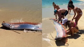 rare-doomsday-fish-sighting-in-mexico-sparks-online-debate-why-netizens-call-it-sign-of-disaster-viral-video