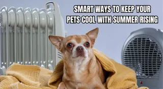 7 Smart Ways To Keep Your Pets Cool With Summer Rising