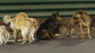 Not 'Homeward Bound', Viral Video Of Lost Dogs In China Has A Different Story To Tell