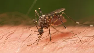 How Mosquitoes Choose Whom To Bite Among Humans? Study Reveals Interesting Pattern