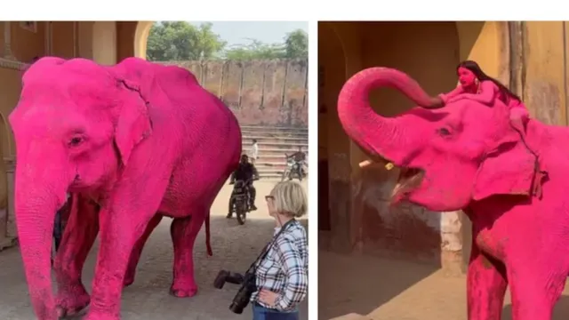 pink-elephant-dies-in-jaipur-after-viral-photoshoot-netizens-say-cruelty-isnt-beautiful