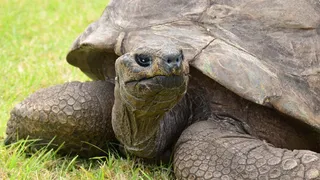 jonathan-the-tortoise-oldest-animal-death-a-hoax