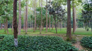 Why People In China Are Hanging Themselves From Trees? Reason Behind The Viral Trend