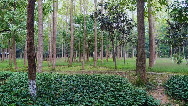 why-people-in-china-are-hanging-themselves-from-trees-reason-behind-the-viral-trend-neckhanging-exercise