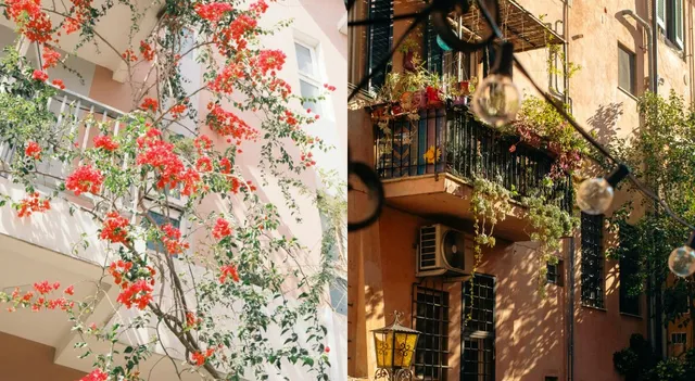 7-fast-growing-climbing-plants-to-transform-your-garden-quickly