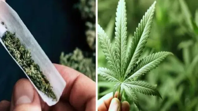 hyderabad-ex-software-engineer-spends-entire-salary-on-ganja-then-grows-cannabis-on-terrace-after-losing-job-arrested