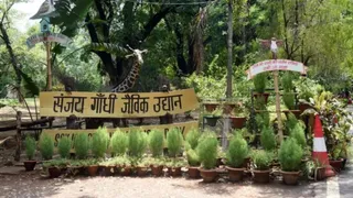 Bihar Govt Drops Sanjay Gandhi's Name From Patna Zoo, Dairy Technology Institute; New Names Announced