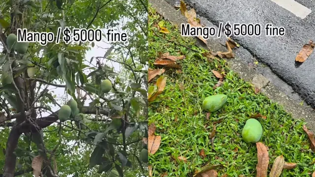 singapore-strict-fruit-picking-laws-fines-for-fallen-mangoes-spark-debate