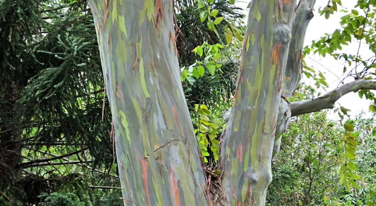 4 Trees With Naturally Abstract-Art Bark Rainbow-Coloured Patchworked ...