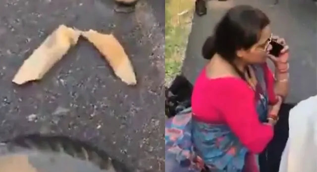 uttarakhand-news-teacher-injured-as-scooter-collides-with-elephant-in-khatima-tusks-break-into-pieces-watch