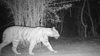 Chhattisgarh: ‘Ghost’ Tigress Appears In Udanti-Sitanadi, Rewriting Local Tiger Conservation Plans