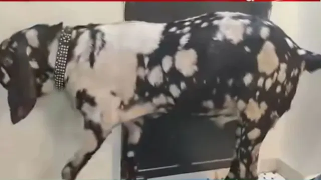 indore-goat-from-punjab-bakra-eid-market-draws-rs-8-lakh-offers-5-feet-tall-220-kg
