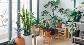 5 Corner Plant Decor Ideas For Empty Spaces