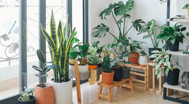 corner-plant-decor-ideas-for-empty-spaces
