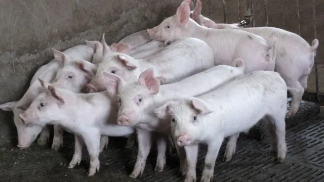 asf-spread-in-meghalaya-govt-imposes-restrictions-on-pig-transportation-trade-in-affected-districts