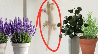 7 Plants To Keep Lizards Away From Home