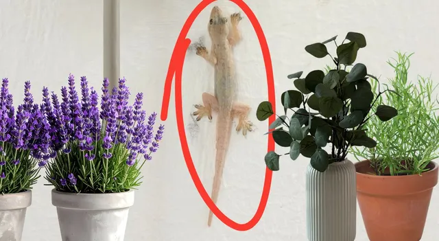 plants-to-keep-lizards-away-from-home