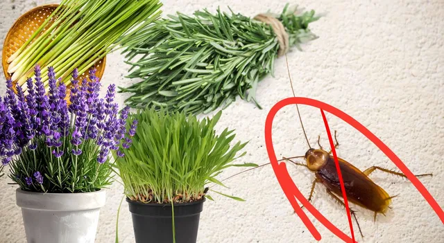7-plants-that-may-help-keep-cockroaches-away-naturally