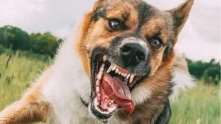 Stray Dog Mauls 6-Year-Old In Gwalior, Leaves Deep Facial Wounds; Child Gets Over 100 Stitches