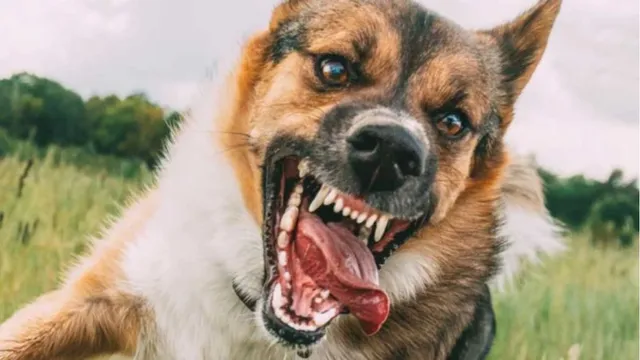 gwalior-stray-dog-attacks-6-year-old-kid-facial-wounds-child-gets-over-100-stitches