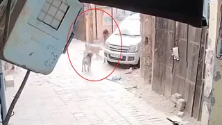 Himachal Pradesh: Pack Of Stray Dogs Attacks Girl In Una; Locals Raise Safety Concerns | Video