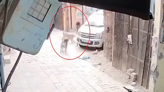 himachal-pradesh-pack-of-stray-dogs-attacks-girl-in-una-locals-raise-safety-concerns-video