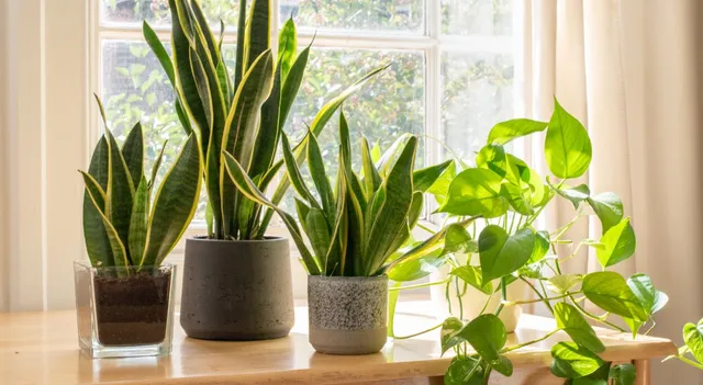 air-purifying-plants-you-should-keep-in-your-bedroom