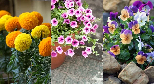 fast-flowering-plants-that-add-instant-beauty-to-your-garden