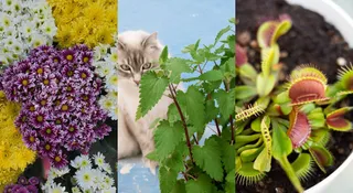 7 Kitchen Plants That May Help Keep Pests Away Naturally