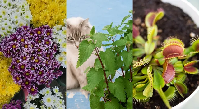 kitchen-plants-that-may-help-keep-pests-away-naturally