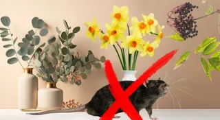5 Plants That Help To Keep Rats Away From Home Naturally