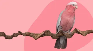 What Is the Bird Branch Theory? Heartbreak Lesson You Might Need
